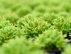 Kleiner Wasserstern - Pogostemon helferi